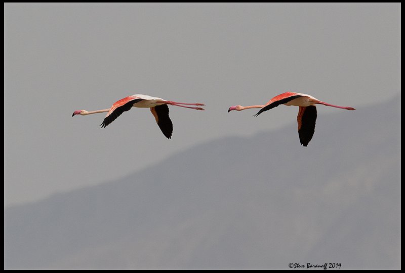 _9SB1073 greater flamingos.jpg